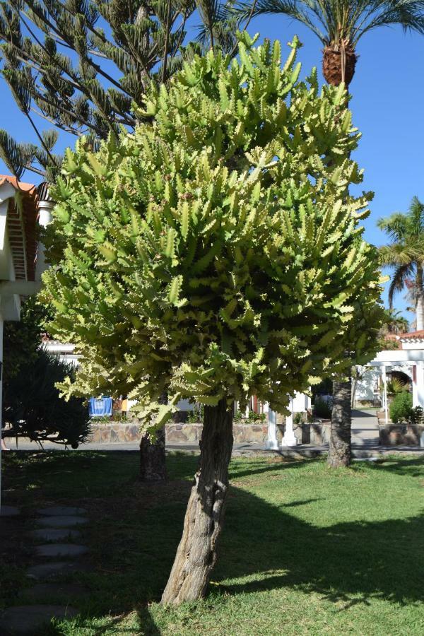Parque Golf Fresh Apartamento Maspalomas  Exterior foto